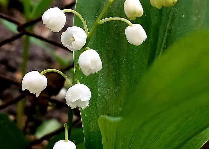 Bekyarov House - Location- In The Heart Of The Town *