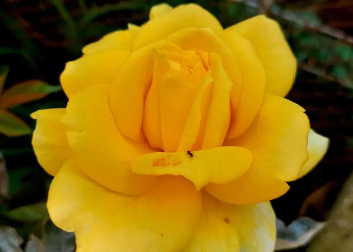 Bekyarov House - Location- In The Heart Of The Town