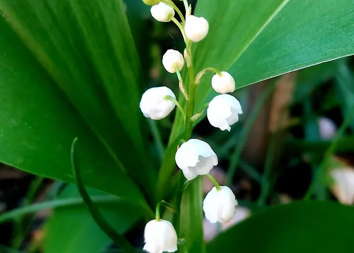 Bekyarov House - Location- In The Heart Of The Town Burgas Stad