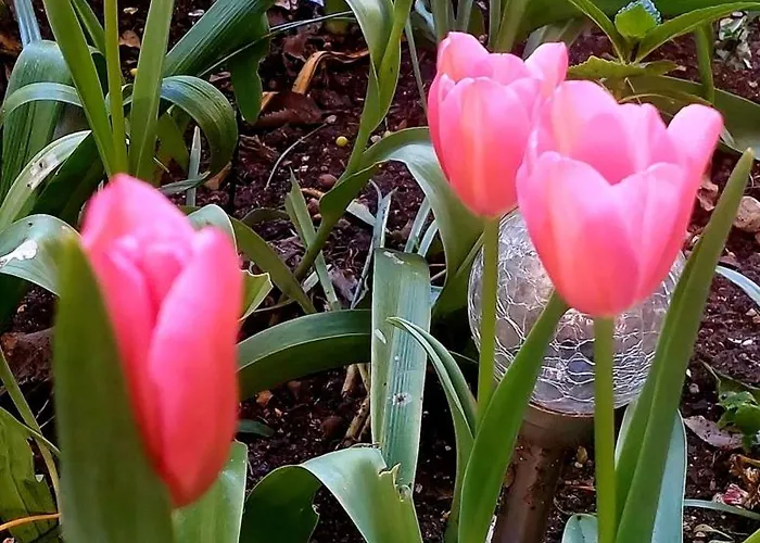 Bekyarov House - Location- In The Heart Of The Town Appartement *