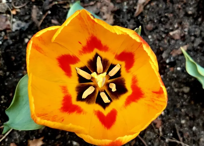 Appartement Bekyarov House - Location- In The Heart Of The Town