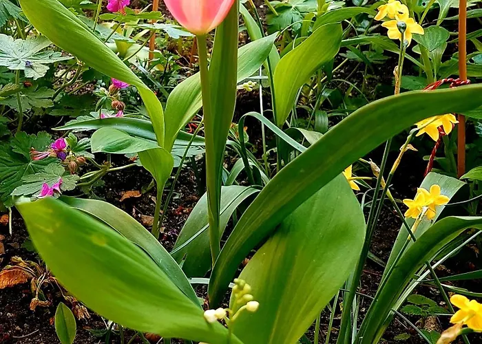 Bekyarov House - Location- In The Heart Of The Town