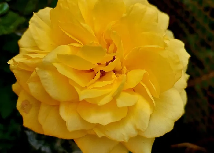 Bekyarov House - Location- In The Heart Of The Town Apartament *