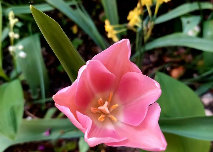 Appartement Bekyarov House - Location- In The Heart Of The Town *