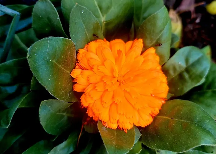 Bekyarov House - Location- In The Heart Of The Town *