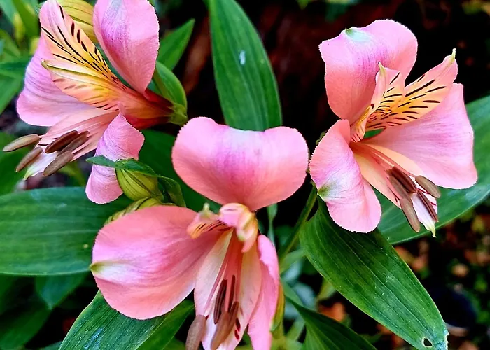 Bekyarov House - Location- In The Heart Of The Town شقة بورغاس