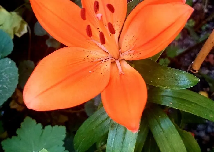 Bekyarov House - Location- In The Heart Of The Town بورغاس