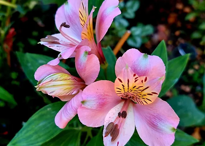 Bekyarov House - Location- In The Heart Of The Town * بورغاس