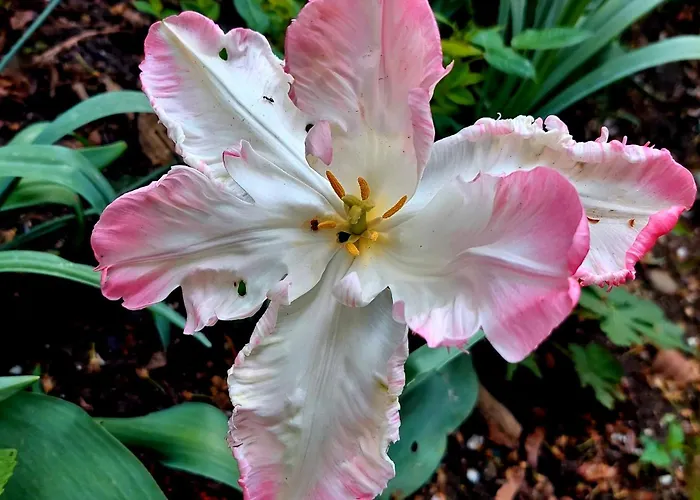 شقة Bekyarov House - Location- In The Heart Of The Town بورغاس