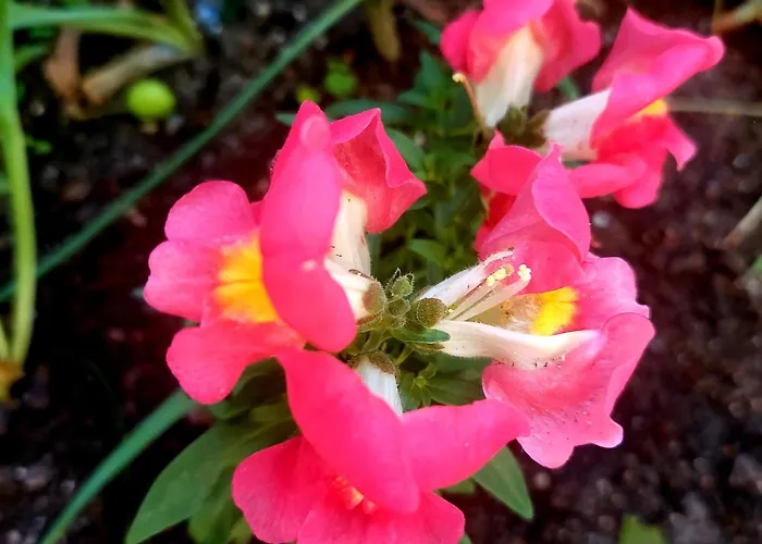 شقة Bekyarov House - Location- In The Heart Of The Town *